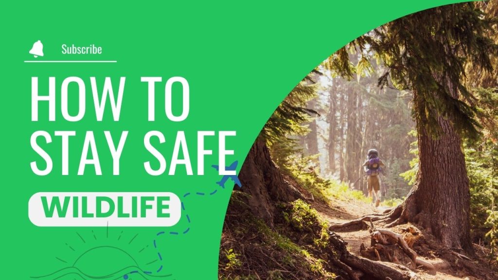 How to Stay Safe During Wildlife Encounters